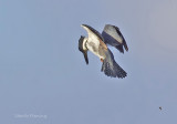 Belted Kingfisher - Megaceryle alcyon