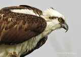 Osprey - Pandion haliaetus