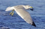 Ring-billed Gull