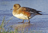 Widgeon - Anas penelope