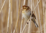 Reed Bunting - Emberiza schoeniclus