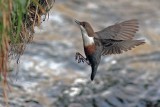 Dipper - Cinclus cinclus