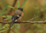 Bullfinch - Pyrrhula pyrrhula