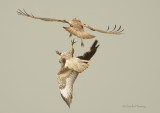 Buzzard - Buteo buteo