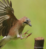 Jay - Garalus glandiarus