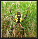 Black and yellow argiope, female (Argiope aurantia)