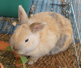 mops-0141.JPG