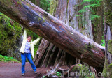 Fallen Redwood