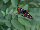 Asknätfjäril Scarce Fritillary Euphydryas maturna