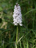 Orchid sp