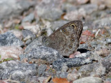 Vitgräsfjäril Large Wall brown Lasiommata maera
