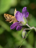 Svartfläckig glanssmygare Northern Chequered Skipper Carterocephalus silvicola