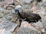 Videbock Weaver beetle Lamia textor