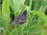 Brun gräsfjäril Scarce Heath Coenonympha hero