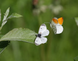 Aurorafjäril Orange Tip Anthocharis cardamines