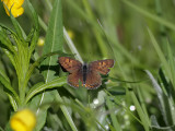 Violett guldvinge Violet Copper Lycaena helle