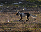 Fjällräv Arctic Fox Alopex lagopus