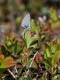 Tosteblåvinge Holly blue Celastrina argiolus