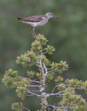 Grönbena Wood Sandpiper Tringa glareola