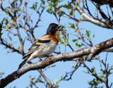 Bergfink Brambling Fringilla montifringilla