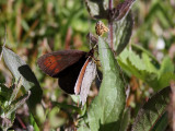 Fjällgräsfjäril Dewy Ringlet Erebia pandrose