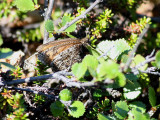 Myrgräsfjäril Norse Grayling Oeneis norna