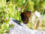 Myrgräsfjäril Norse Grayling Oeneis norna