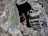 Hermelin Stoat Mustela erminea