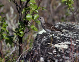 Grönbena Wood Sandpiper Tringa glareola