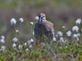 Småspov Whimbrel Numenius phaeopus