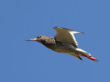 Rödbena Common Redshank Tringa totanus