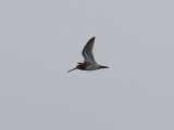 Enkelbeckasin Common Snipe Gallinago gallinago