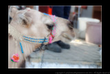 2011 - Ephesus, Turkey
