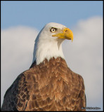 eagle.jpg