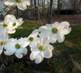 Dogwood, Native Southern