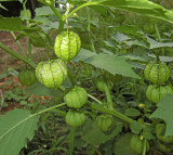 Clammy Ground Cherry