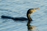 Double-crested Cormorant
