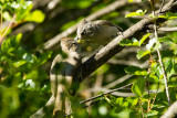 Oak Titmouse food exchange