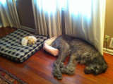 dog cat in wrong beds.jpg