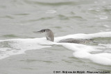 Red-Throated LoonGavia stellata