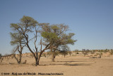 Just loving single trees in open country