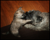 EMMA (LEFT) with Her Mother Dusty.