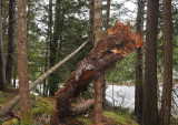 Bizarre Tree