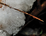 Icy Hair