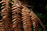 Frosty Fern