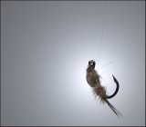 Frozen Fly