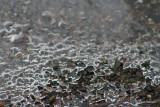 Ice Rocks