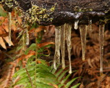 Impure Icicles