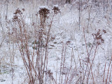 Snowcapped