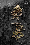 Mushrooms